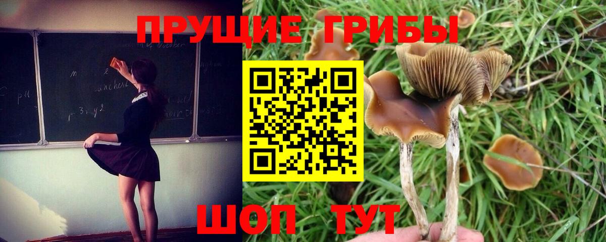 Псилоцибиновые грибы GOLDEN TEACHER Губкин